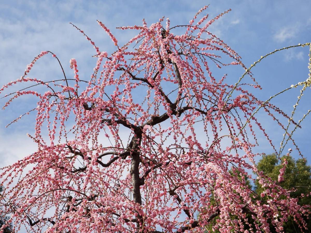Japaning Senkyu Villa Kiotó Kültér fotó