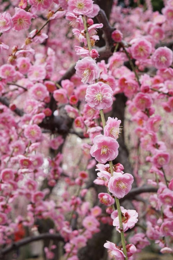 Japaning Senkyu Villa Kiotó Kültér fotó
